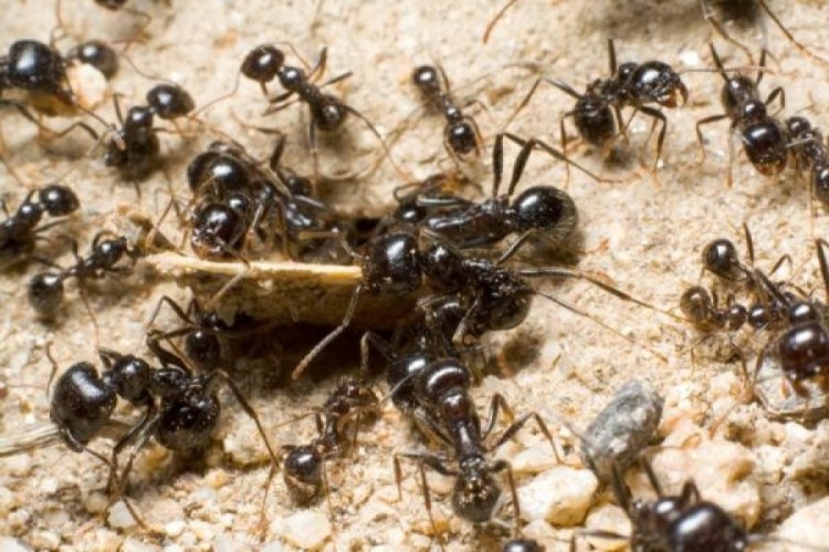Crawling Insects Tough in the Home But Not Invincible